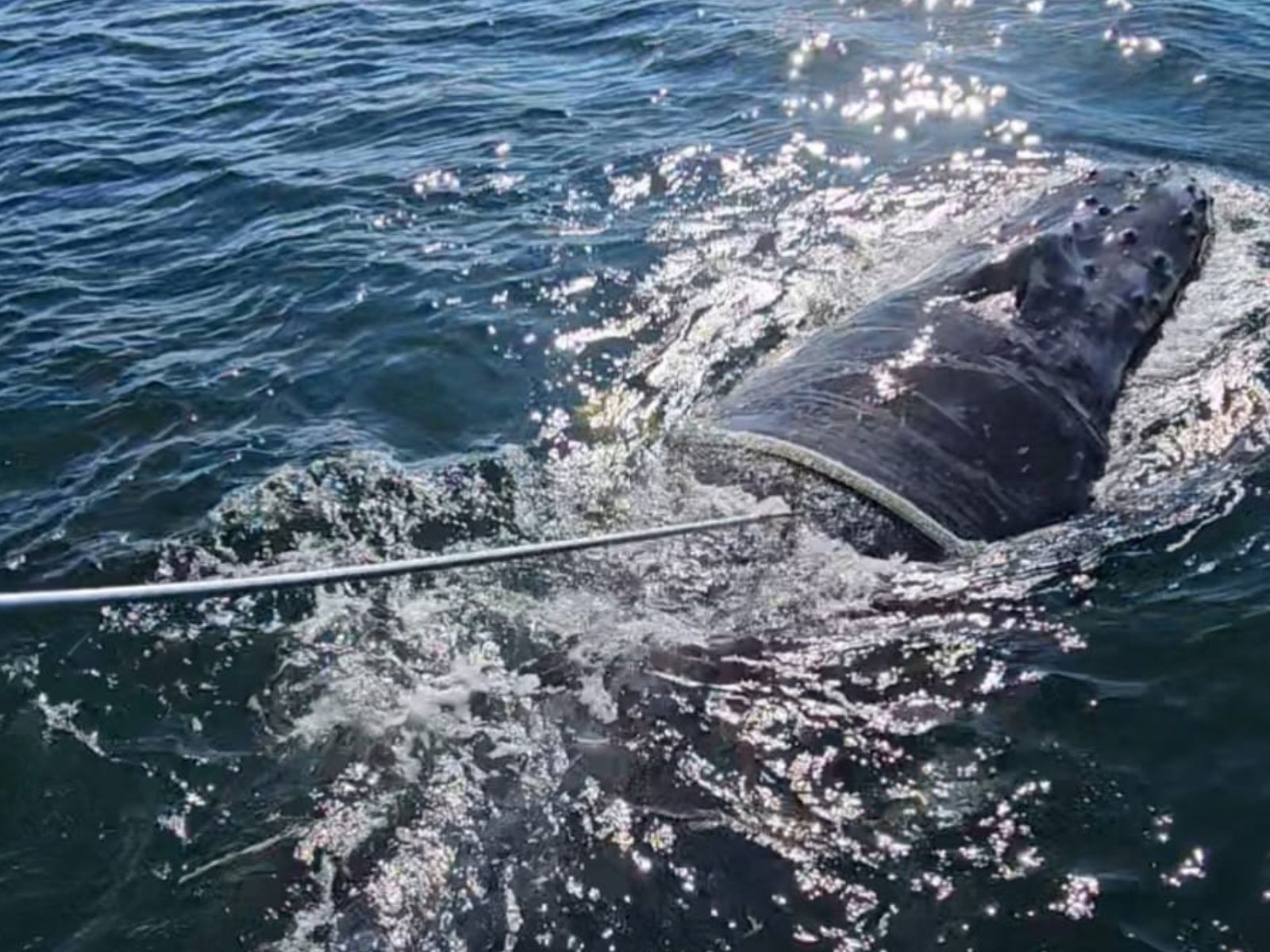 Ballena 1